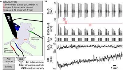 Effect of Interleukin-15 Receptor Alpha Ablation on the Metabolic Responses to Moderate Exercise Simulated by in vivo Isometric Muscle Contractions